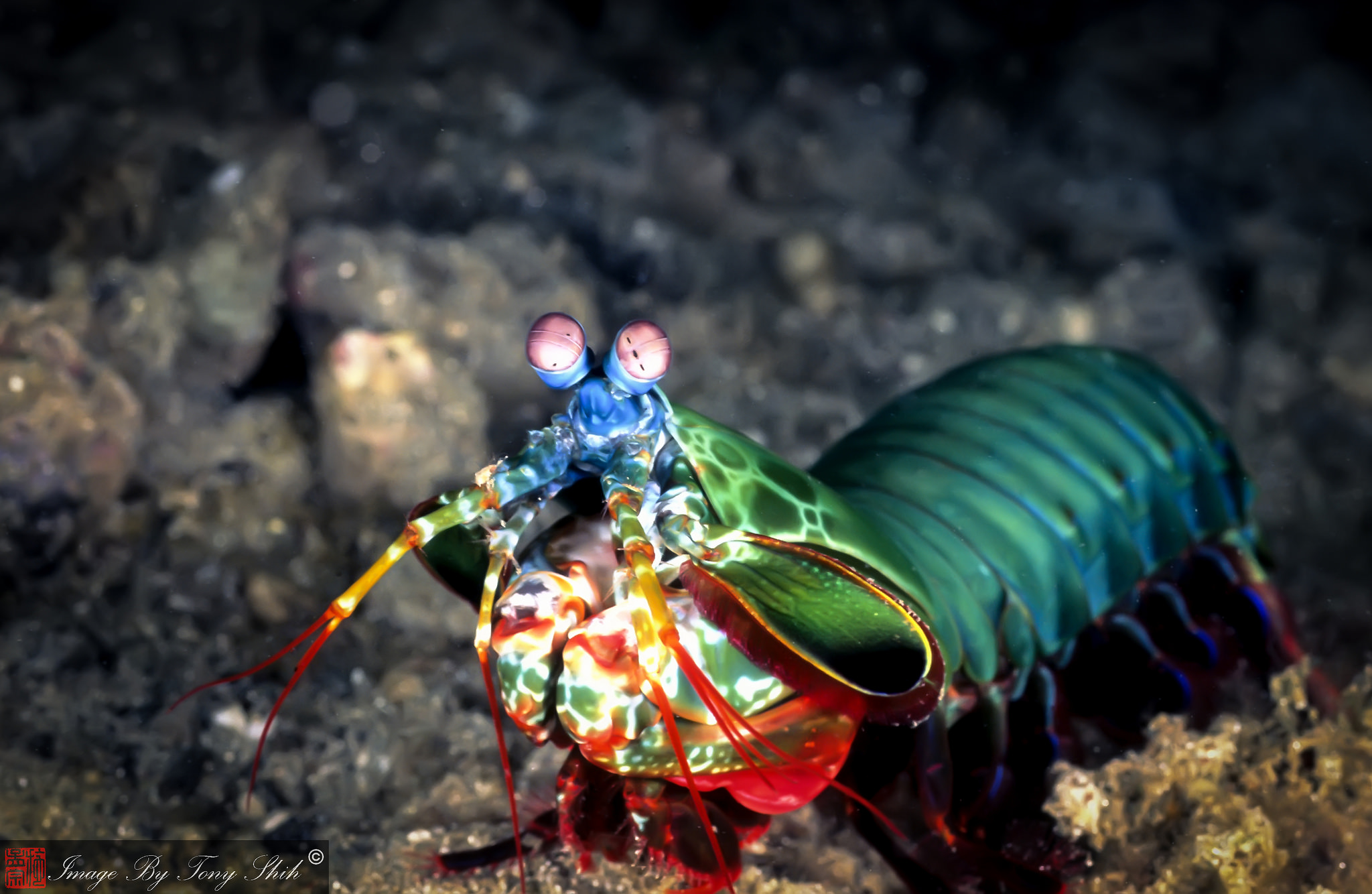 Download Mantis Shrimp Pack A Mean Punch In A Small Package - Gildshire